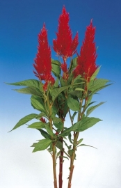 Celosia Plumosa Century - ECA250