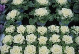 Brassica gekruldbladig - EKA006