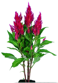 Celosia Plumosa Century - ECA260