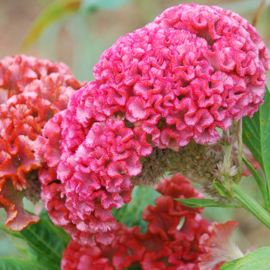 Celosia - ECA213