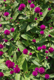 Gomphrena globosa - EGA253