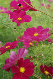 Cosmos Bininnatus - ECB535