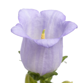 Campanula - MCA107