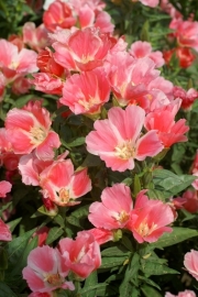 Godetia grandiflora - EGA110