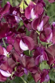 Lathyrus odoratus Winter Elegance - ELA186