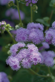 Ageratum - EAA070