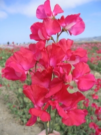 Lathyrus odoratus Winter Elegance - ELA182