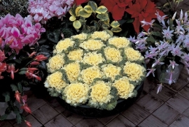 Brassica gekruldbladig - EKA006