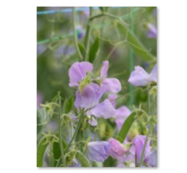 Lathyrus odoratus Royal - ELB245