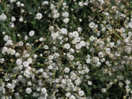 Gypsophila - MGA300