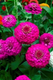 Zinnia Liliput - EZA450