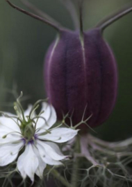 Nigella - ENA175