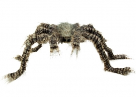 Scary hairy spider 50 x 70 cm