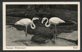 SNEEK, Flamingo's Wilhelminapark. Gelopen kaart.