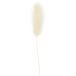 Hazenstaart gras 3-7cm 6 stuks