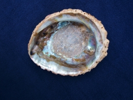 Abalone schelp