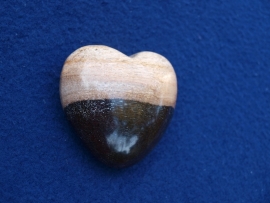 Versteend hout, hart HH22