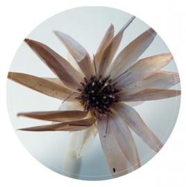 Muurcirkel Natural flower - 30 cm
