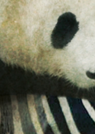 Behang "Panda"- 265 hoog x 190 breed