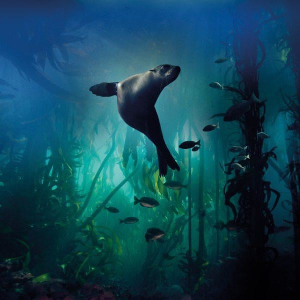 Card Galapagos Sea Lion 4ocean Bracelet Shop Bloom Yoga 4ocean