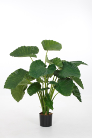 Alocacia calidora
