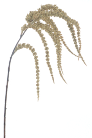 Amaranthus spray cream