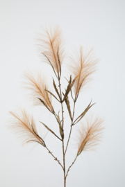 Palm Pampas grass