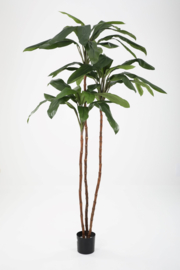 Cordyline tree (binnenkort leverbaar)