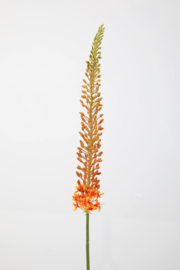 Eremurus stem green/orange