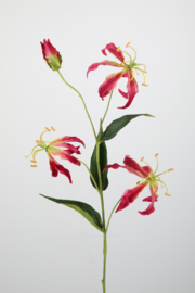 Gloriosa spray Fuchsia