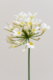 Agapanthus white