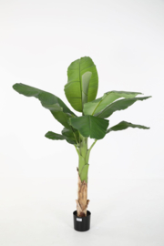 Royal Banana tree