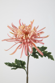 Chrisanthemum pink