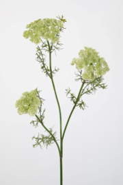 Queen Anne Lace green