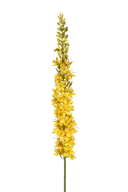 Eremurus yellow
