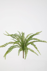 Boston Fern bush