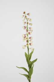Fritillaria Persica cream/purple
