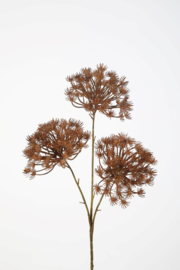 Queen Anne's spray