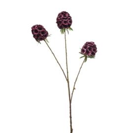 Scabiosa spray old pink