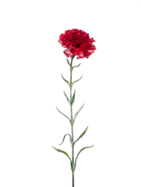 Dianthus spray deep purple