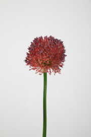 Allium single stem purple