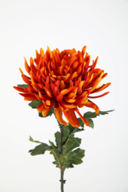 Spider mum orange