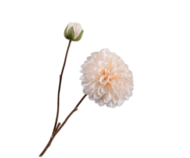 Dahlia tak creme