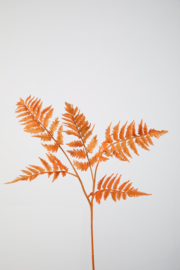 Fern Dragon claws yellow/orange
