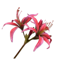 Amaryllis steel pink
