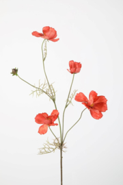 Cosmos spray burgundy