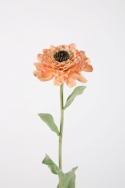 Zinnia Stem peach