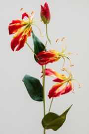 Gloriosa spray Orange