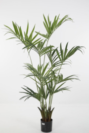 Kentia palm