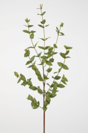 Eucalyptus Parvifolia